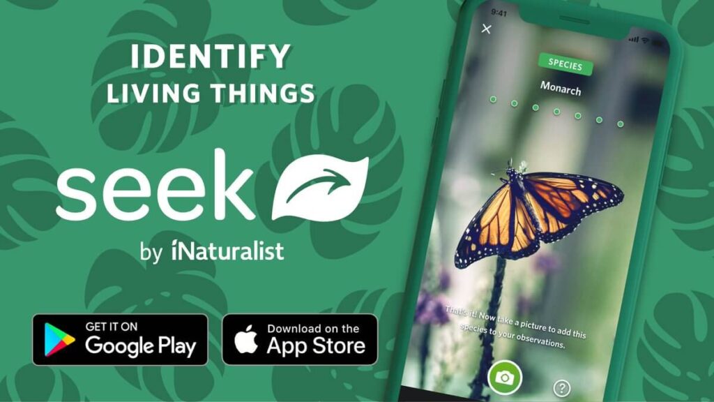 Rechercher par iNaturalist, une application pour photographier un insecte