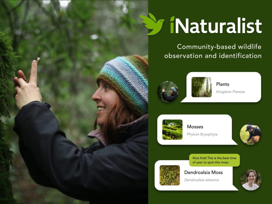 iNaturalist, une application pour photographier un insecte