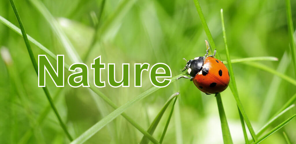 Nature by Saragozza, une application pour photographier un insecte