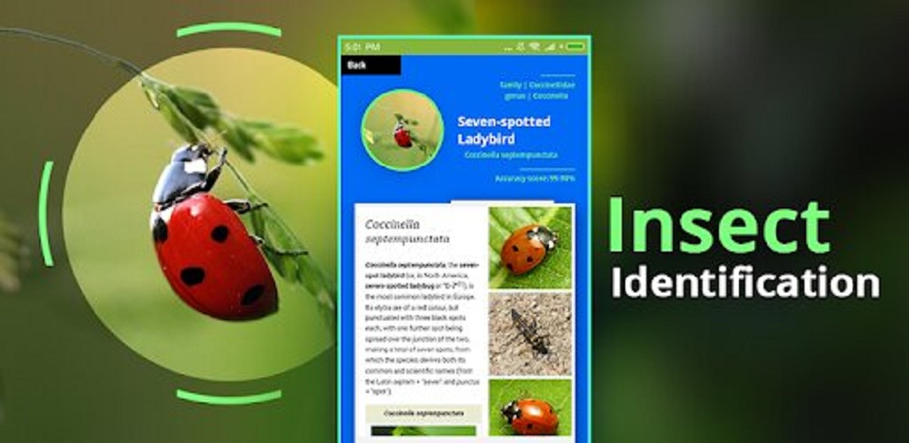 Identificateur d'insecte, une application pour photographier un insecte