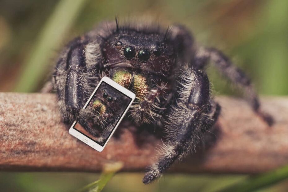 Reconnaitre un insecte avec une photo : top 5 applications smartphone