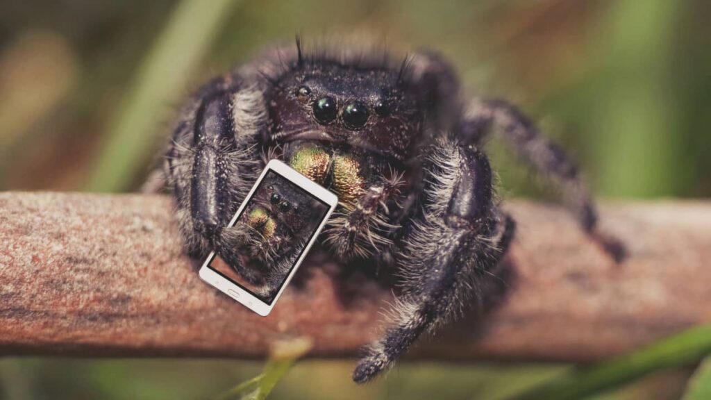 Reconnaître un insecte avec une photo : top 5 des applications smartphone