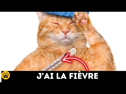 Comment savoir si mon chat a de la fièvre découvrir les vrais conseils