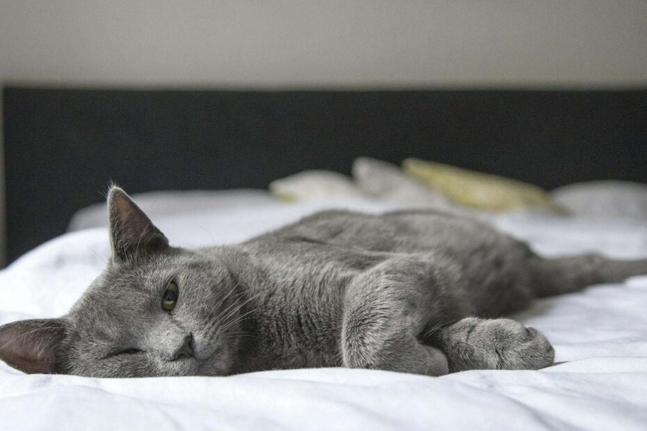 Comment savoir si mon chat a de la fièvre ?