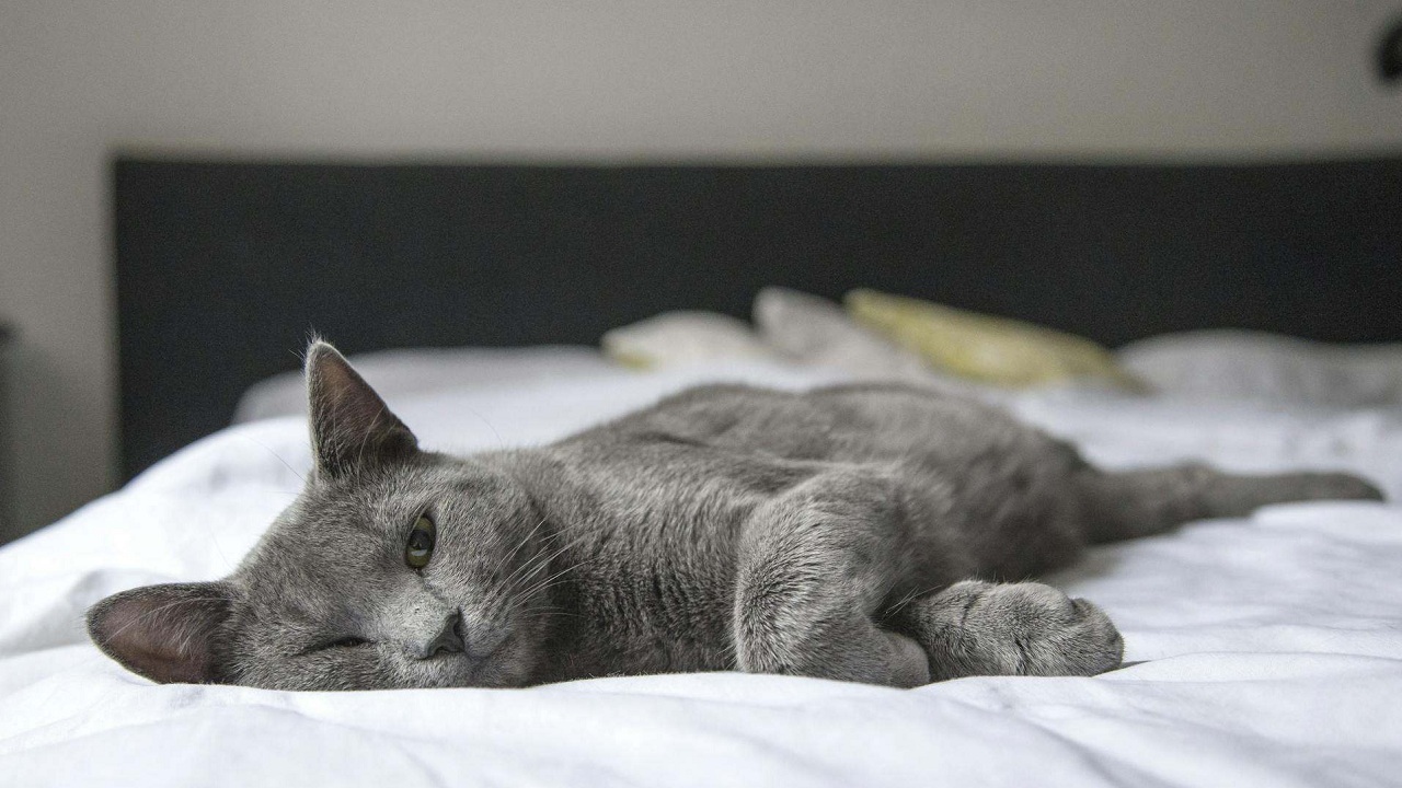 Comment savoir si mon chat a de la fièvre ?