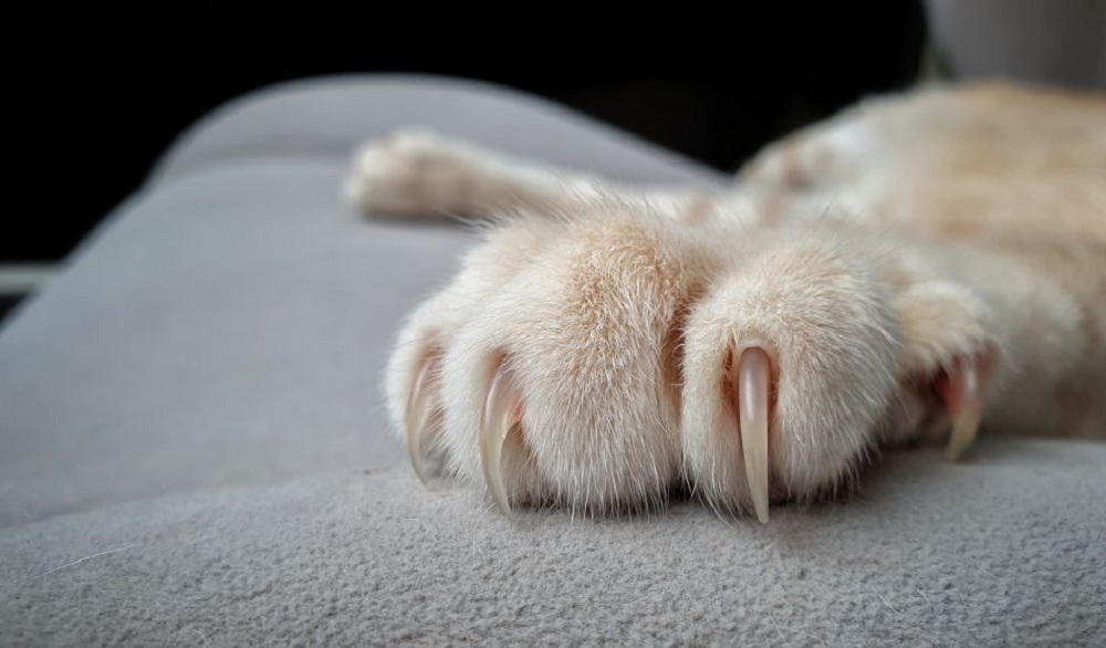 Griffes de chat