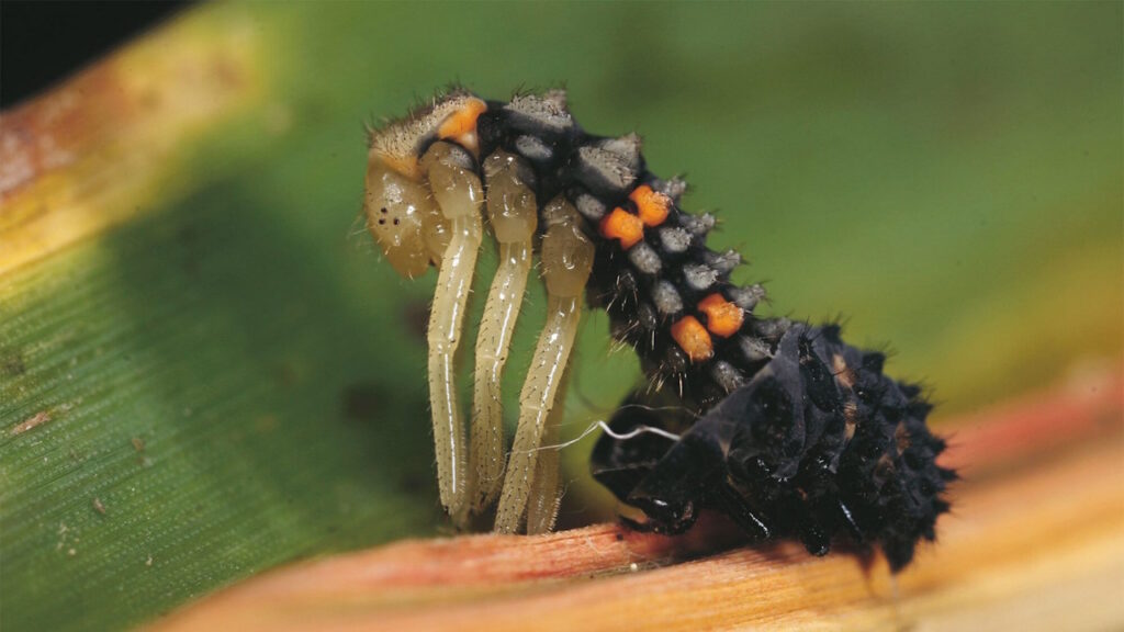 Métamorphose de la coccinelle