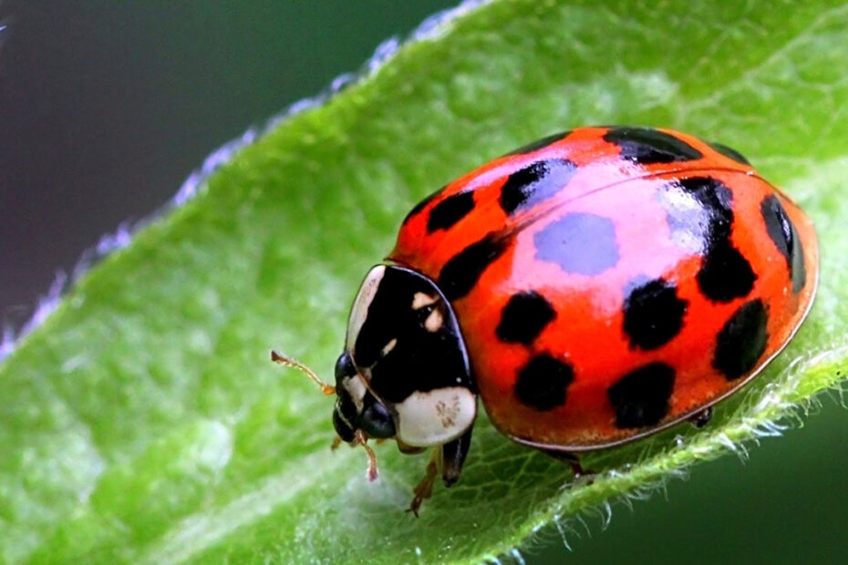 coccinelle