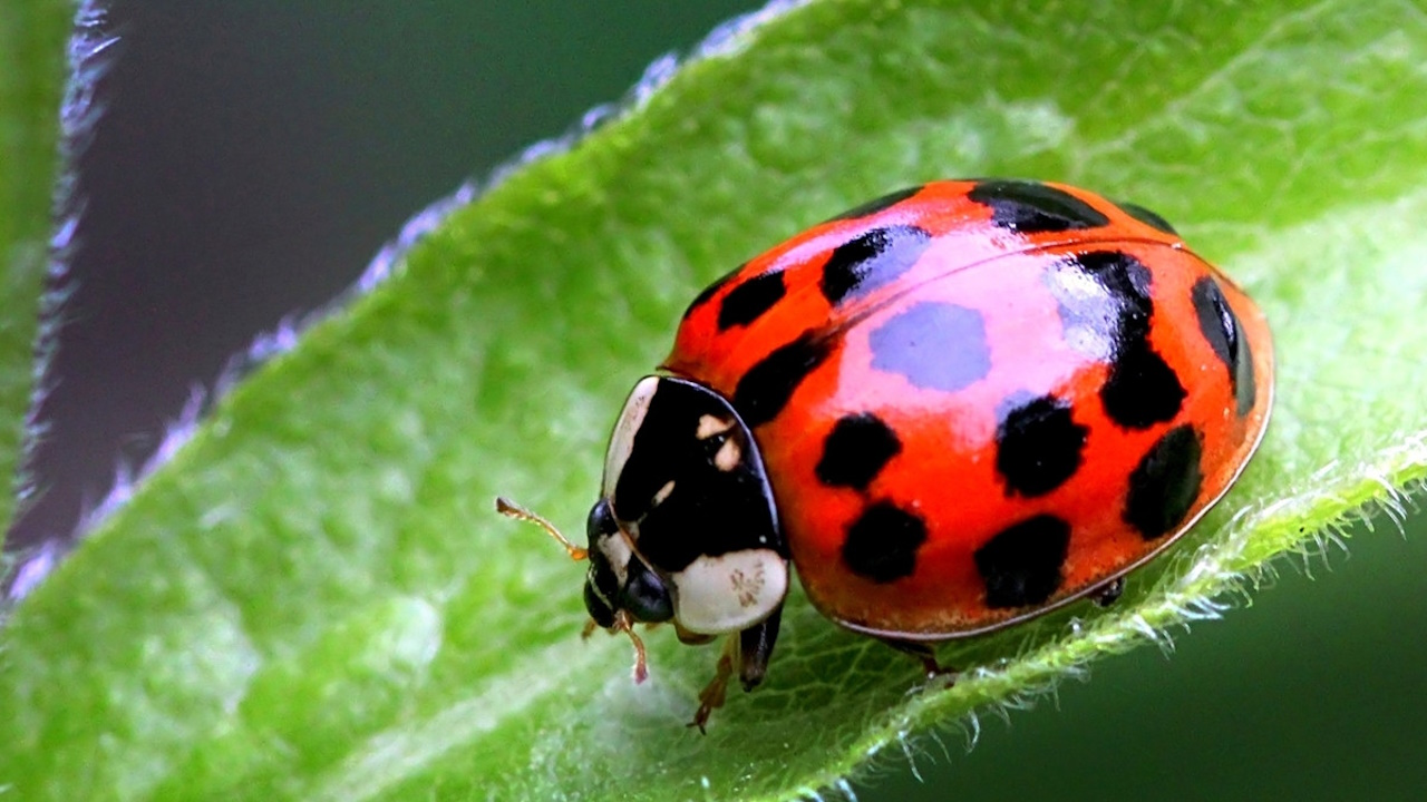 coccinelle