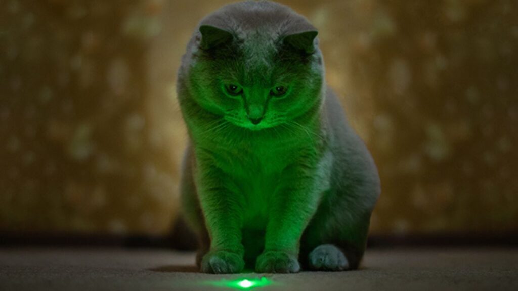 jouet pointeur laser chat temu (2)