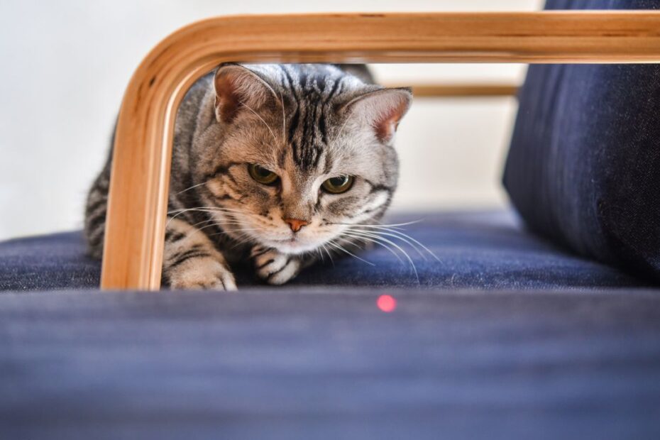 jouet pointeur laser chat temu (2)